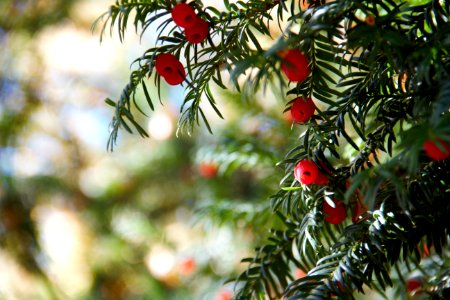 Tree Taxus Baccata Yew Family Conifer