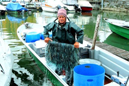 Water Water Transportation Vertebrate Boat