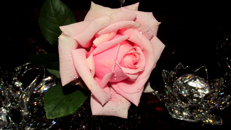 Flower Rose Rose Family Pink photo