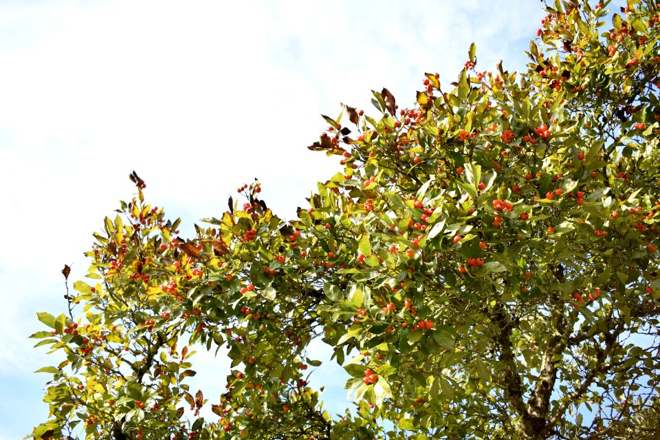 Tree Sky Branch Plant