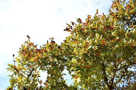 Tree Sky Branch Plant photo