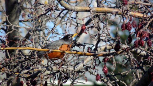 Bird Branch Fauna Tree