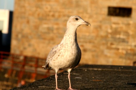 Bird Beak Fauna Gull