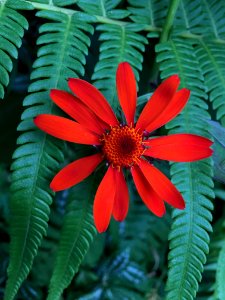 Flower Plant Flora Leaf