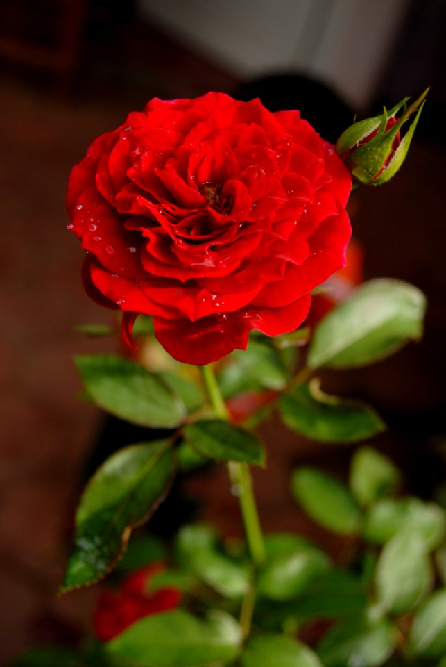 Rose Flower Red Rose Family