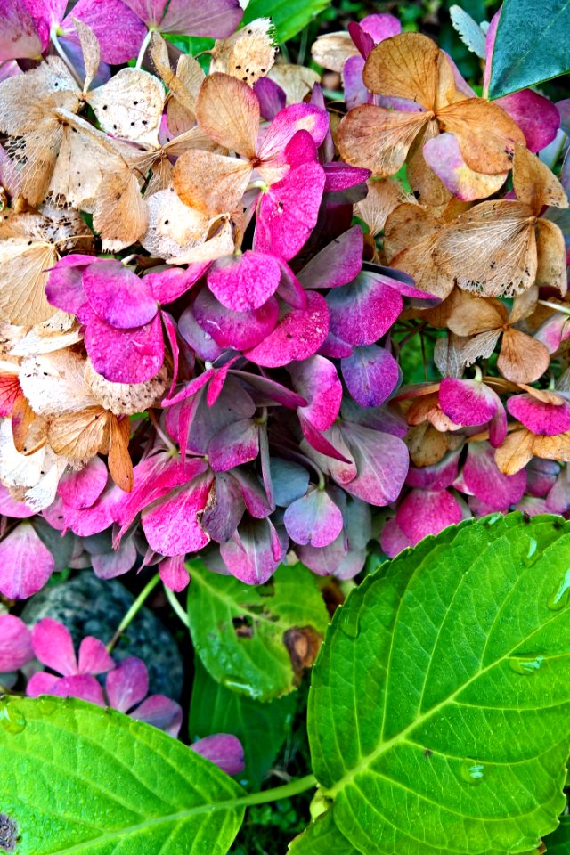 Flower Plant Leaf Petal