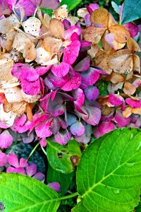 Flower Plant Leaf Petal