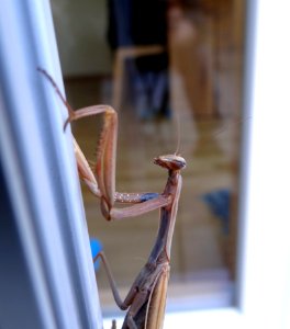 Insect Mantis Invertebrate Wood