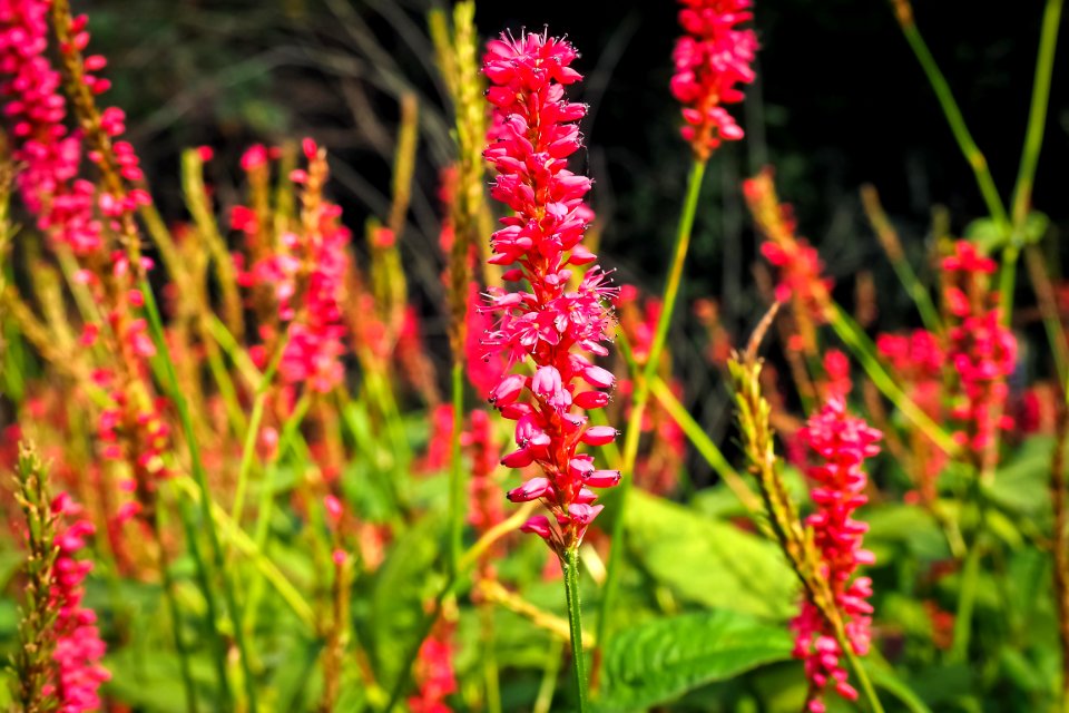 Plant Flora Flower Wildflower