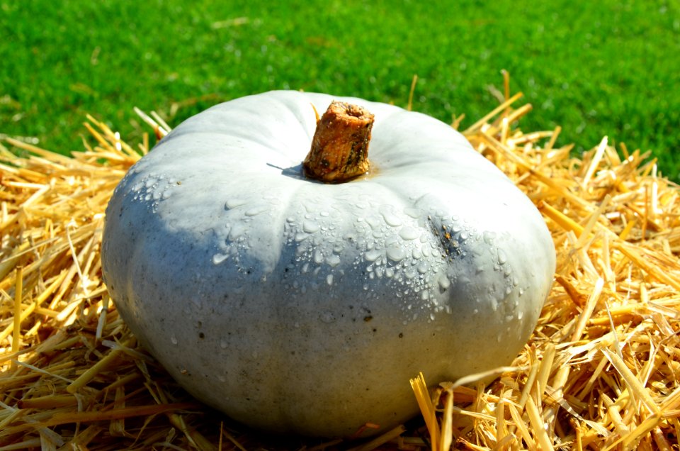Winter Squash Cucurbita Grass Pumpkin