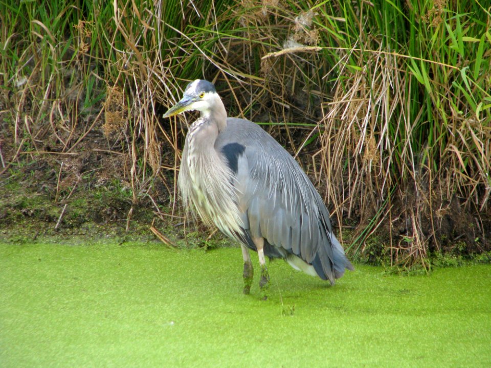 Bird Fauna Beak Nature Reserve