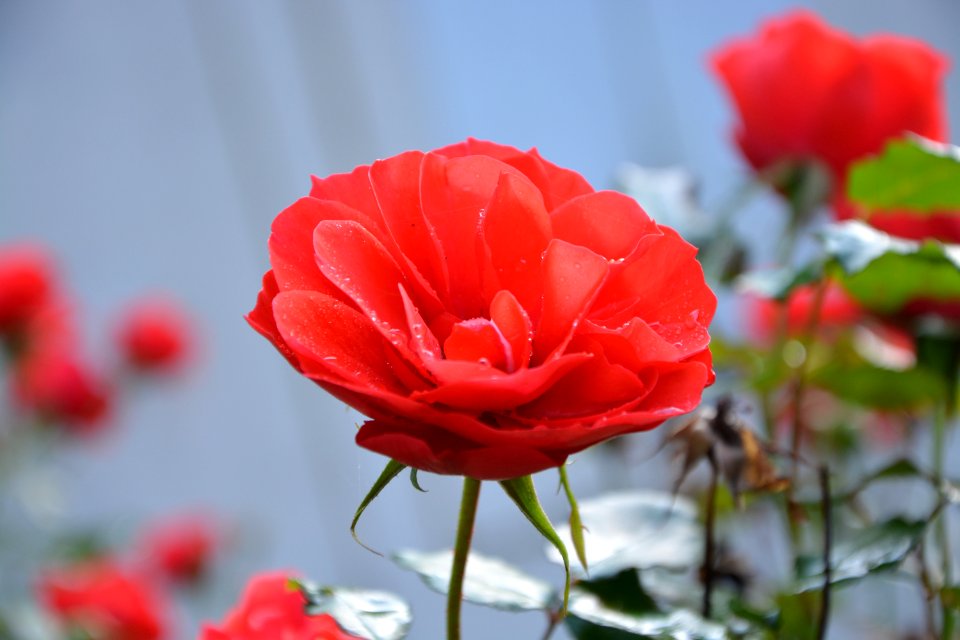 Flower Red Flowering Plant Rose Family