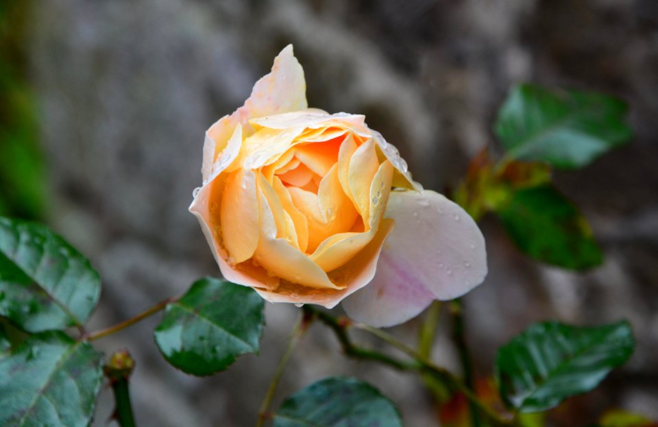 Rose Flower Rose Family Flowering Plant