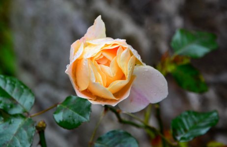 Rose Flower Rose Family Flowering Plant