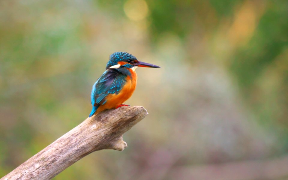 Bird Beak Fauna Wildlife photo