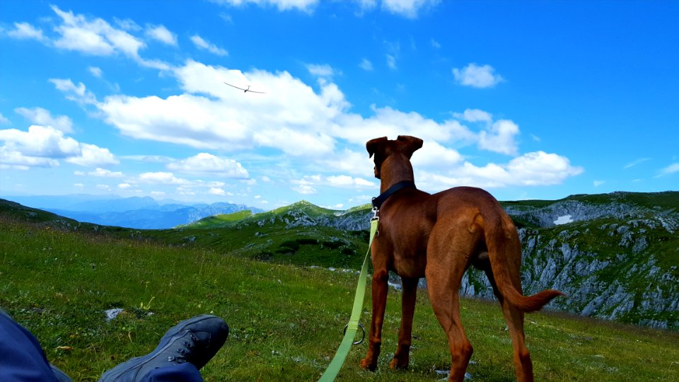 Sky Mountainous Landforms Dog Grass