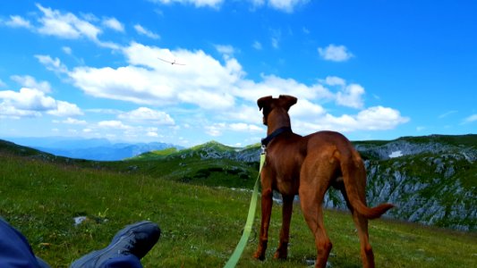 Sky Mountainous Landforms Dog Grass