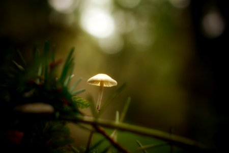 Vegetation Leaf Flora Macro Photography