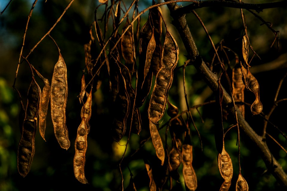 Flora Vegetation Plant Leaf