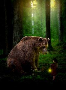 Fauna Wilderness Wildlife Brown Bear