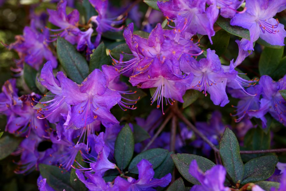Plant Flower Purple Flora