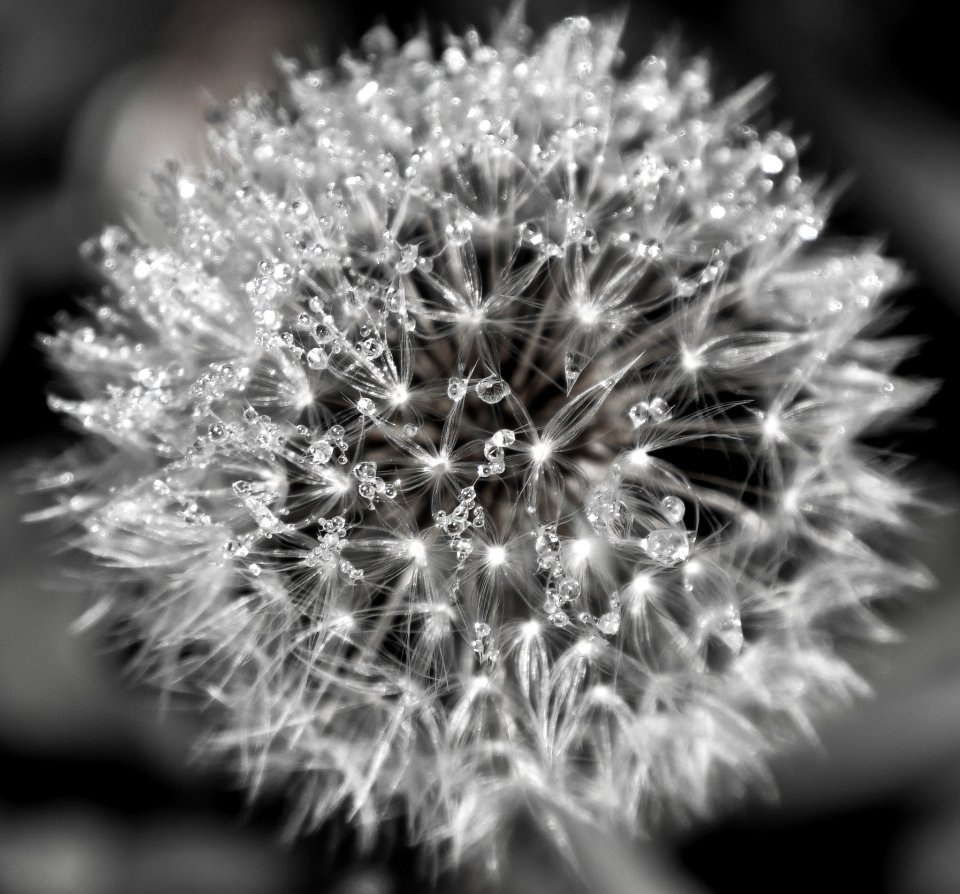 Black And White Monochrome Photography Flora Flower