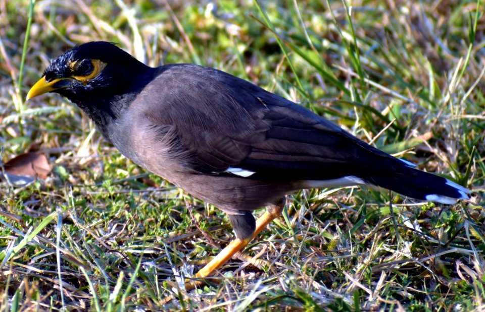 Bird Beak Fauna Acridotheres