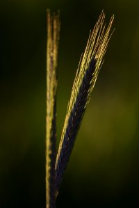 Grass Family Close Up Macro Photography Rye photo