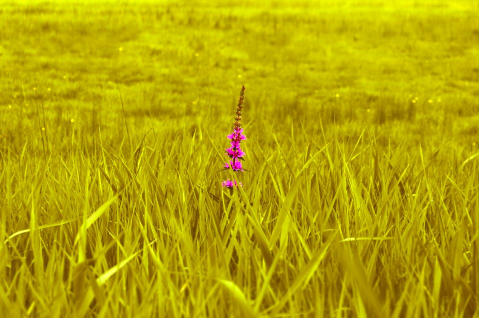 Field Grass Crop Grass Family