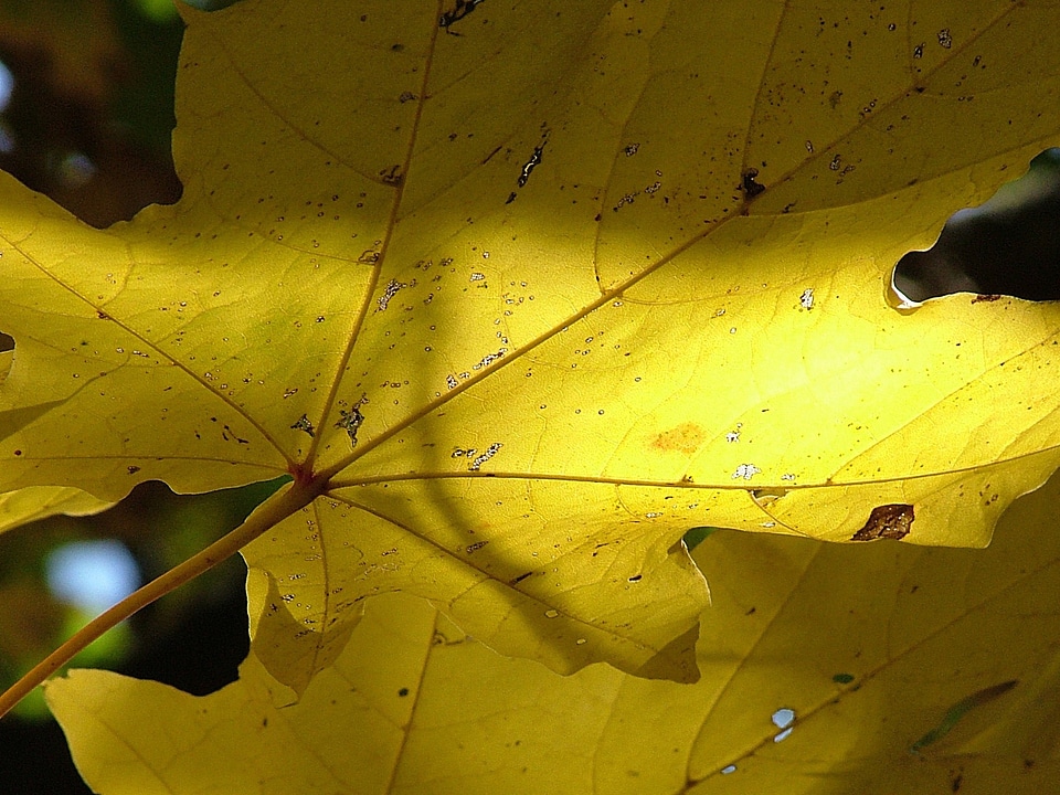 Leaves coloring fall color