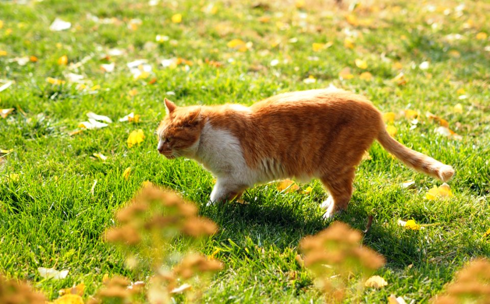 Cat Fauna Green Mammal