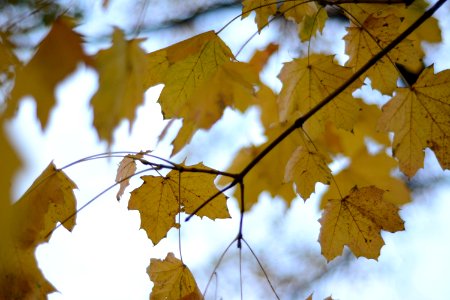 Leaf Autumn Tree Maple Leaf