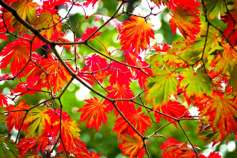 Autumn Leaf Maple Leaf Flora photo