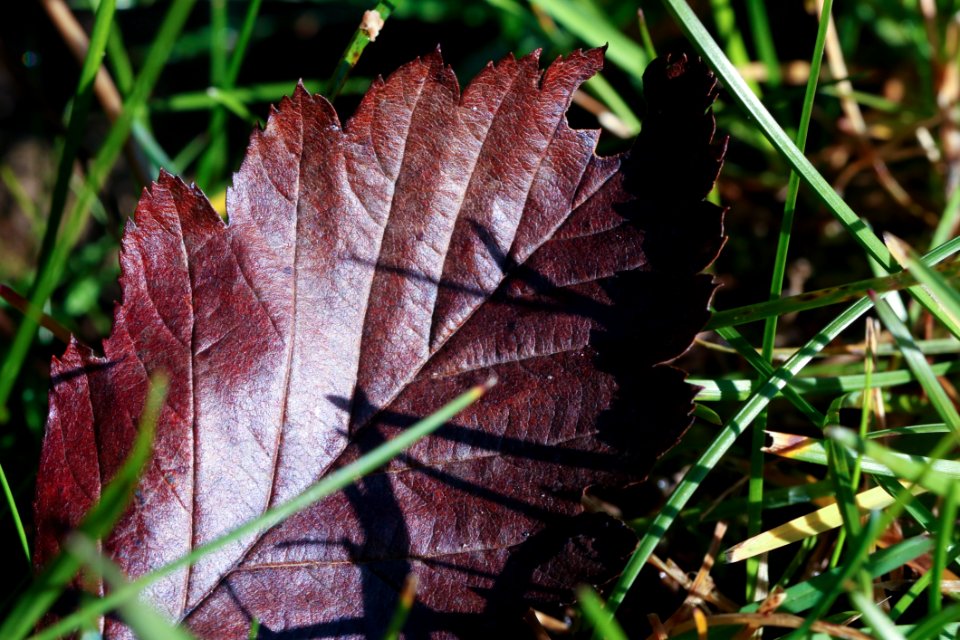 Leaf Plant Grass Herb