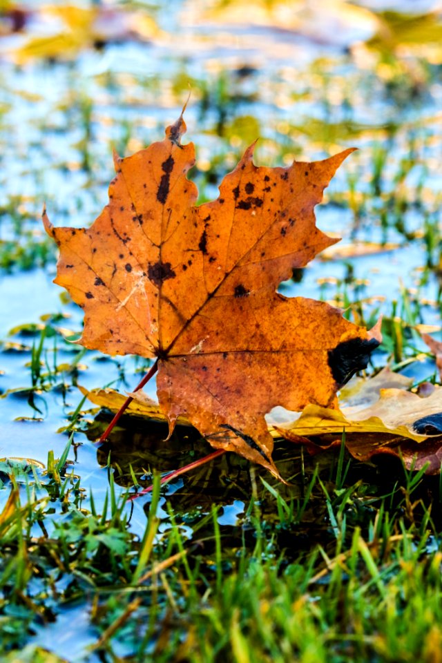 Leaf Maple Leaf Autumn Tree