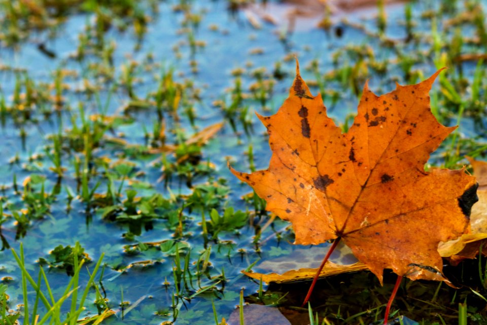 Leaf Vegetation Autumn Water