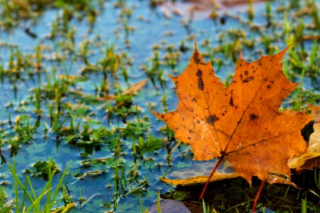 Leaf Vegetation Autumn Water