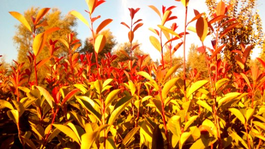 Plant Vegetation Grass Family Crop