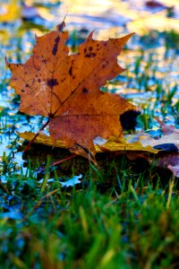 Leaf Autumn Maple Leaf Deciduous
