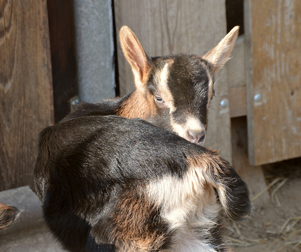 Farm cute domestic goat