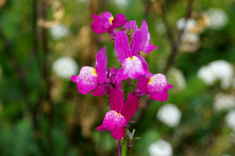 Flower Flora Plant Pink