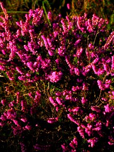 Plant Flower Flora Flowering Plant