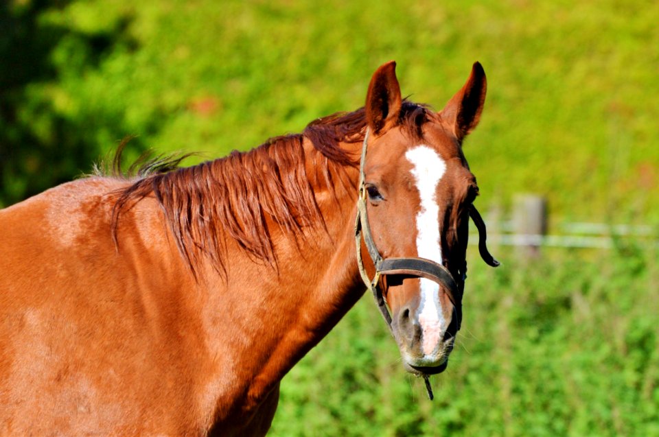 Horse Bridle Rein Halter