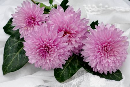 Flower Pink Flowering Plant Plant photo