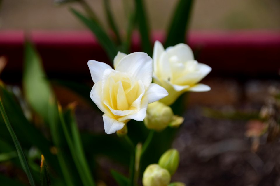 Flower Plant Flora Spring