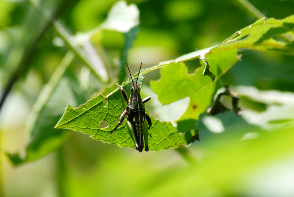Insect Leaf Invertebrate Moths And Butterflies