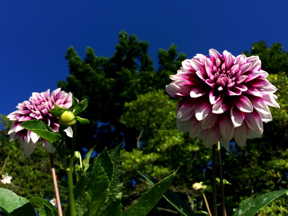 Flower Plant Sky Flowering Plant