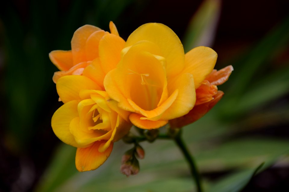 Flower Yellow Rose Family Petal