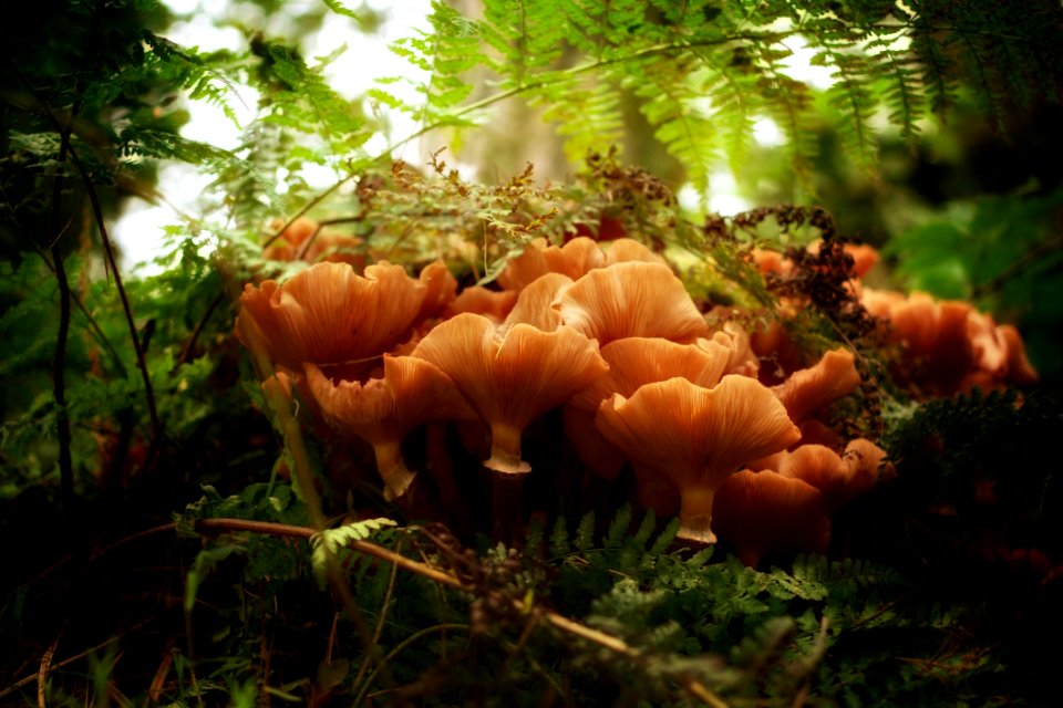 Fungus Ecosystem Vegetation Mushroom