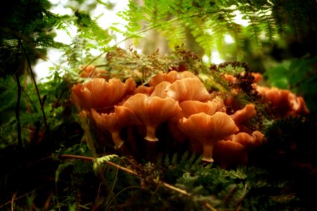 Fungus Ecosystem Vegetation Mushroom photo